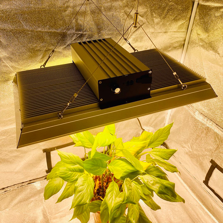 high efficiency professional Led Grow Light for tomatoes