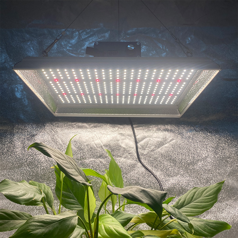 Hydroponic 100w Led Grow Light for Chillies