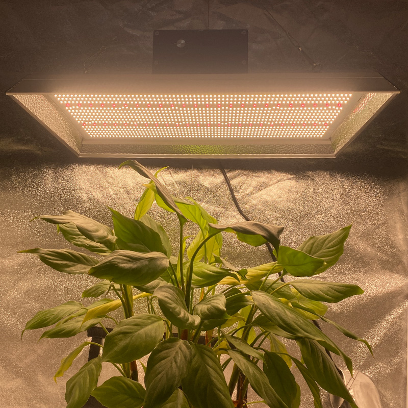 High Efficiency Hydroponic Led Grow Light for Tomatoes