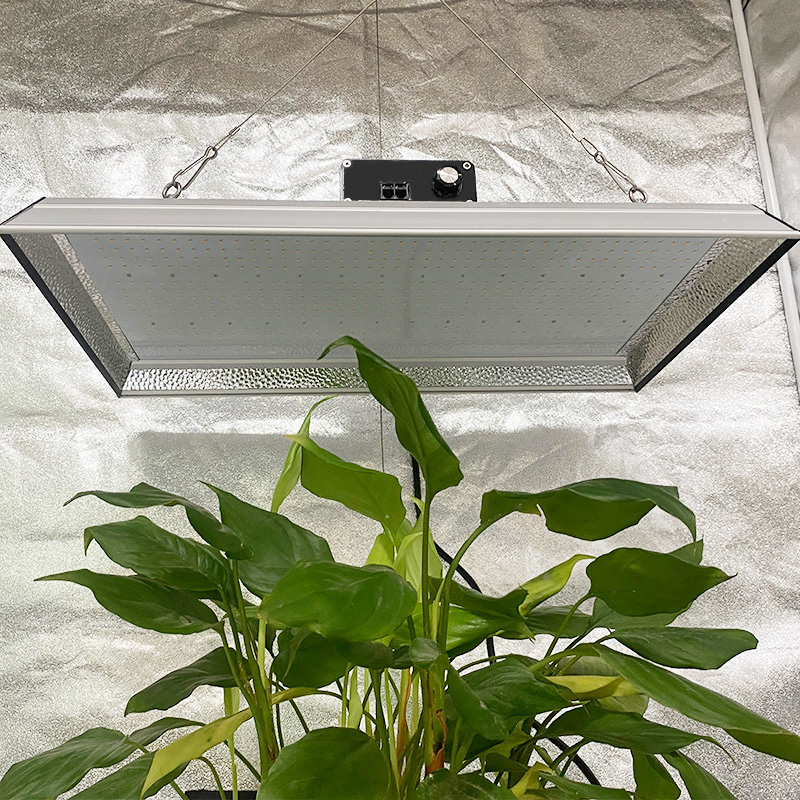 Hydroponic 200w Led Grow Light for Tropical Plants