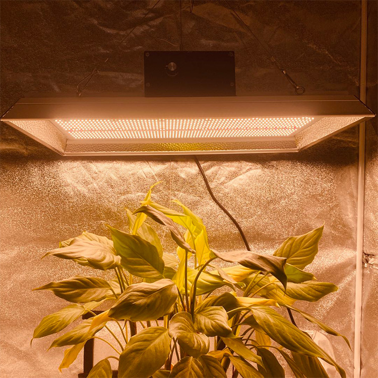 High Performance Hydroponic Led Grow Light for Tomatoes